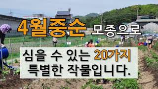 4월 중순 모종으로 심을 수 있는 20가지 특별한 작물입니다. #주말농장 도시텃밭 모종심기.
