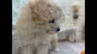 ティーカッププードルの動画01