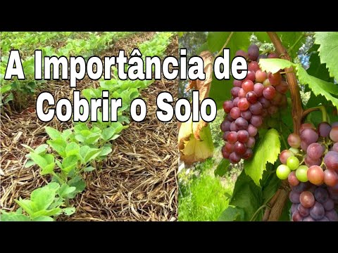 Como Deixar o Solo Fértil