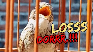 Download lagu 🔴Branjangan gacor dorr‼️ paruh sobek2 mp3