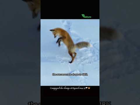 Relation conflictuelle entre le Campagnol des champs et Renard roux 🐀🌩 🦊 