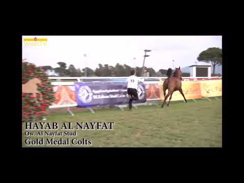بطل العالم : هياب النايفات hayab al nayfat