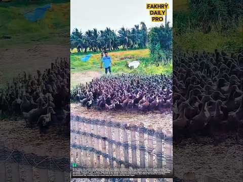 School Bus for Ducks! How Farmers Load Thousands of Ducks in Perfect Order #farmlife #smart #pets