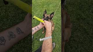 22 Malinois entrenando Apport