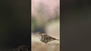 Download lagu anis sisik mp3 Download lagu anis sisik mp3