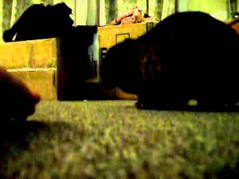 Lola gets a face massage