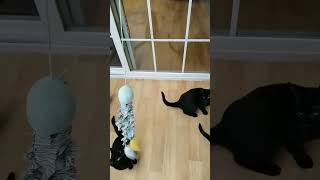 Play time with mini panthers!