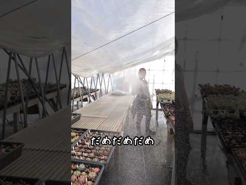 ディプラデニアに水をやる方法は？冬でもメンテナンスはどのくらい必要ですか？  庭園