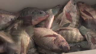 Consolida sus aportes Pescasan Santiago