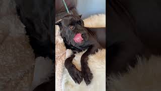 Video preview image #1 Mutt Puppy For Sale in Goodyear, AZ, USA
