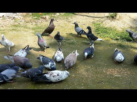 Simple & Easy Bird Trap - Catch Pigeon Using Simple Yarn Trick