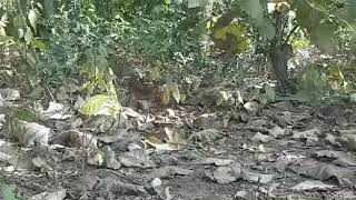 preview picture of video 'Fox spotted in Corbett jungle'