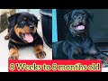 Rottweiler puppy😘😘8 weeks to 8 months Growth😍❤️❣️💖🖤#max#rottweiler #rottweilerpuppy #guarddog