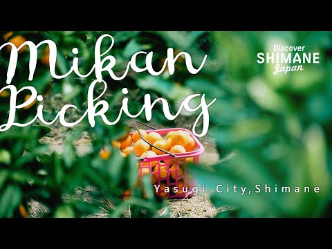 All-You-Can-Eat Mikans | Yasugi | Shimane | Japan