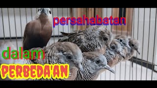 Download lagu PERKUTUT LOKAL VS EMPRIT KAJI mp3