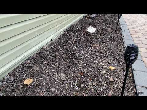 Solving a Rat Problem in Rumson, NJ