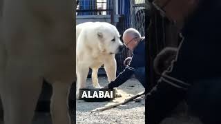 What A Beast-Alabai Dog-Central Asian Shepherd 😱😱 #shorts