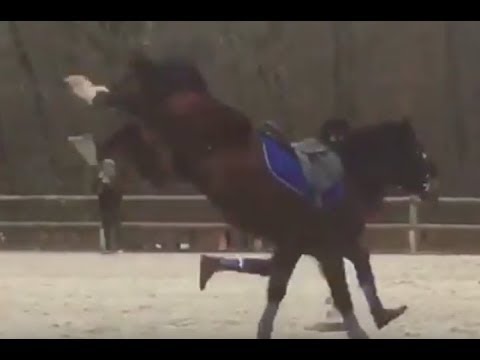 Concours PonyGames - Cadet 1 - Blanquefort /DAIKIRI