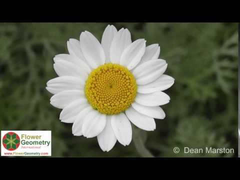 The Beauty of Flowers and Nature - Looking with New Eyes - Flower Geometry International