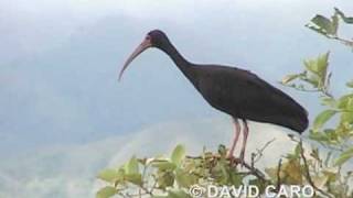 preview picture of video 'Bare-faced Ibis, Coquito, (Phimosus infuscatus)'