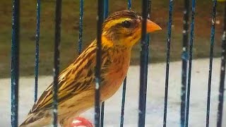 Download lagu Kicau manyar kembang untuk pancingan burung bahan mp3 Download lagu Kicau manyar kembang untuk pancingan burung bahan mp3