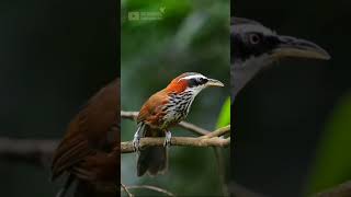 Download lagu keindahan suara burung cucak kopi mp3 Download lagu keindahan suara burung cucak kopi mp3