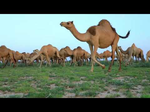 Daawo Geel Barwaaqo Jooga