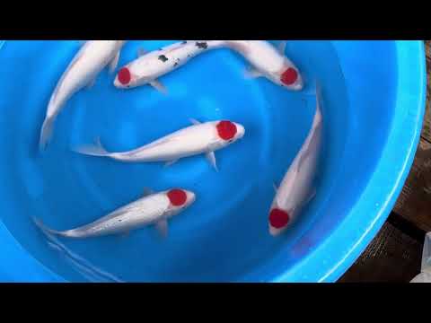 Ginrin Tancho Kohaku, Tancho Sanke, and Tancho Kohaku