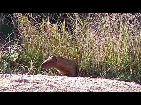 Djuma: Slender Mongoose pair playing - 14:40 - 05/28/19