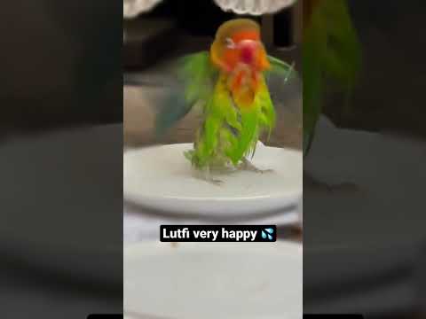 Lutfi very happy playing water | #shorts #youtube #pets