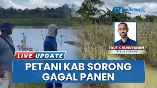 Petani Malawele & Malasom Sorong Gagal Panen, Banjir Tak Surut Dampak Normalisasi Kali Belum Tuntas