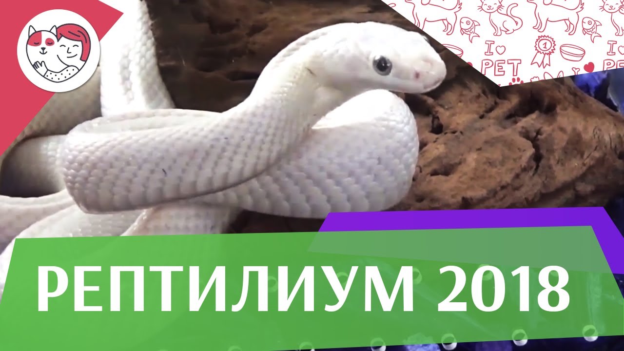 Выставка-продажа террариумных животных Рептилиум 2018 на ilikepet