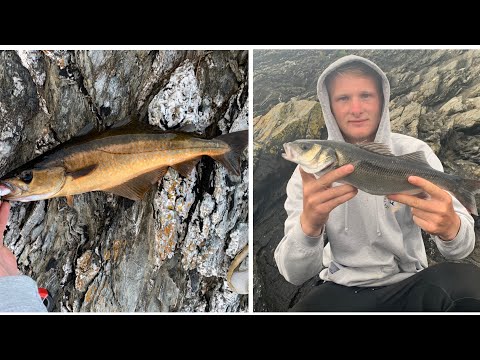 Lure Fishing Cornwall- Pollock, Bass, wrasse and mackerel
