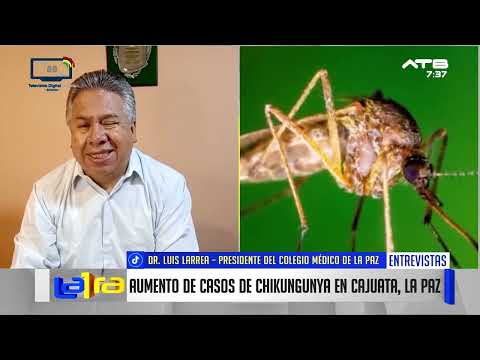 Colegio Médico de La Paz alerta sobre aumento de casos de chikunguña en Cajuata