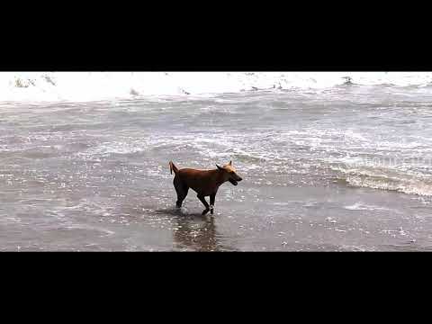 A Dog is Enjoying at sea beach || ft. Abhi mujh mein Kahin by Pawandeep Rajan