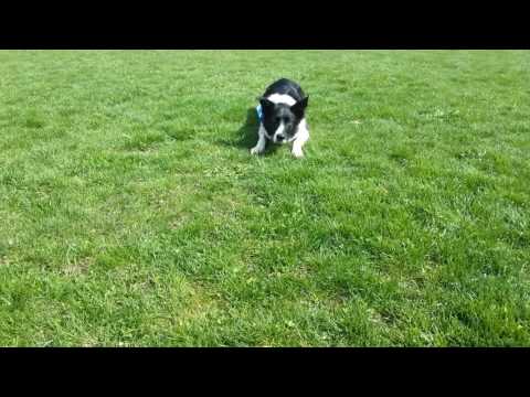 @MnH: Idgie & Hero Disc Dog Discs(1)