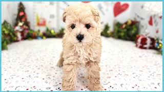 ペットショップCOO&RIKU No00703806(Ｔ・プードル)