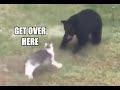 Cat fights Bear