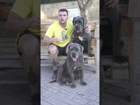 QUE SABOR NO CONOCEN LOS PERROS ?