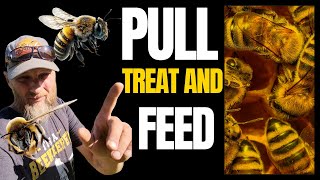 September Beekeeping Tasks (Pull, Treat and Feed)