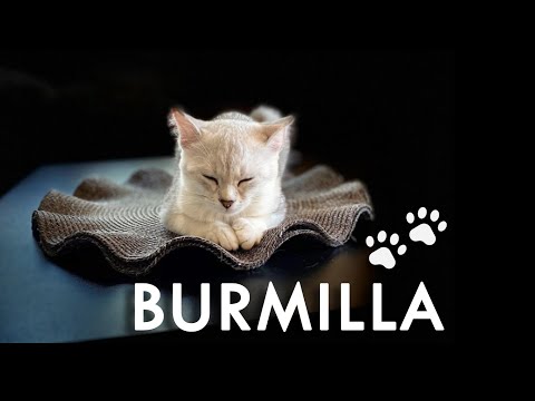 Burmilla Cat Breed - The Silver Cat