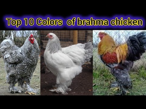 Top 10 colors of Brahma chicken breed | brahma chicken farming | biggest brahma rooster