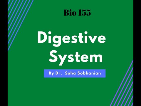 Digestive System Part 2 (Biology 155)