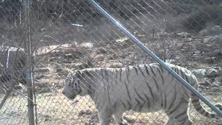 preview picture of video 'Keepers of the Wild Nature Park- White Tiger'