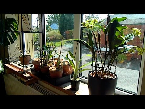 5. European Orchid Project & Catasetum Update - summer holidays