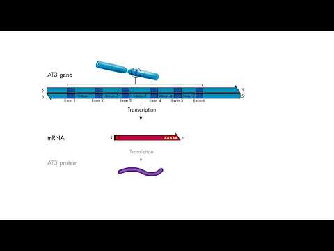 Transcription - Introns and exons