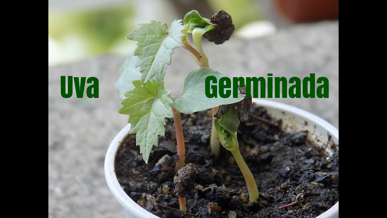 COMO PLANTAR UVA PELA SEMENTE.