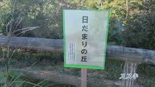 狭山公園散策