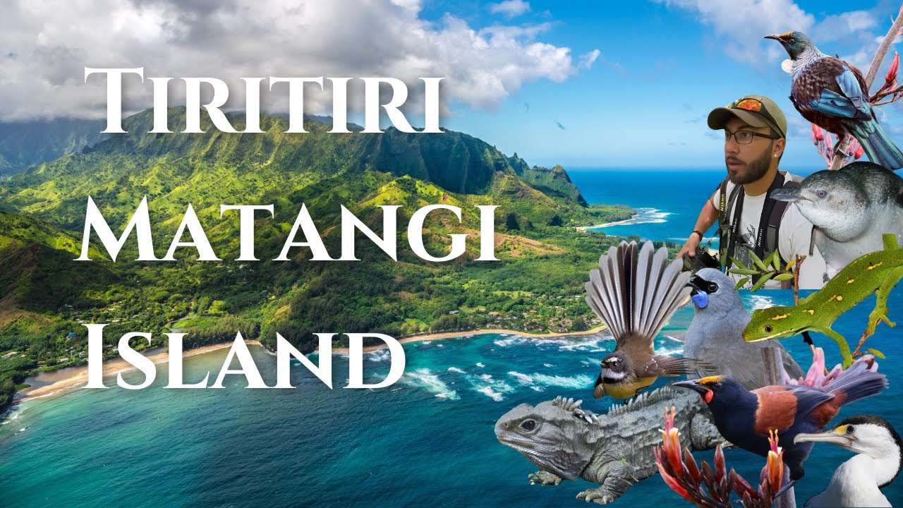 Join an adventurer as he explores Tiritiri Matangi Island.