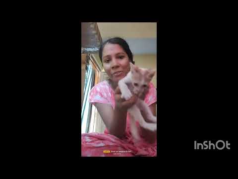 #petlover #petlovers #pet #pets #catvideo #catvideos #cats #cat ‎⁨@Parvinsworld-I8r